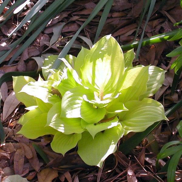 Hosta 'Fire Island' ~ Fire Island Hosta-ServeScape