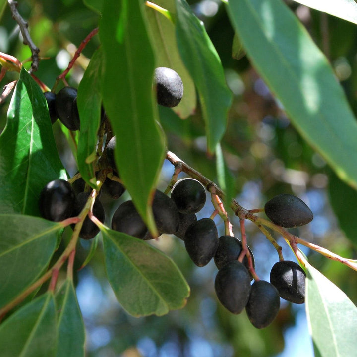Prunus caroliniana ~ Carolina Cherry Laurel-ServeScape