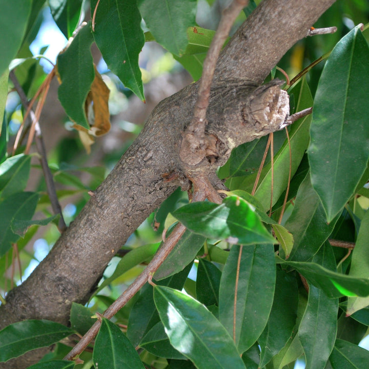 Prunus caroliniana ~ Carolina Cherry Laurel-ServeScape