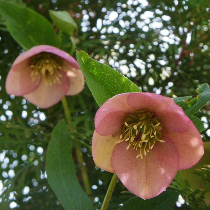 Helleborus x hybridus 'EPB 29' ~ FrostKiss™ Dorothy's Dawn® Lenten Rose-ServeScape