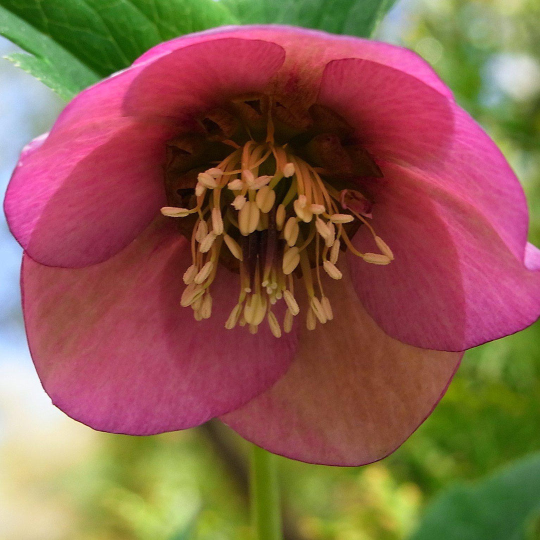 Helleborus x hybridus 'EPB 29' ~ FrostKiss™ Dorothy's Dawn® Lenten Rose-ServeScape