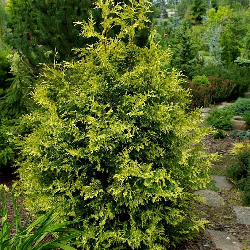 thuja plicata 'Zebrina Extra Gold' ~ Zebrina Extra Gold Arborvitae-ServeScape