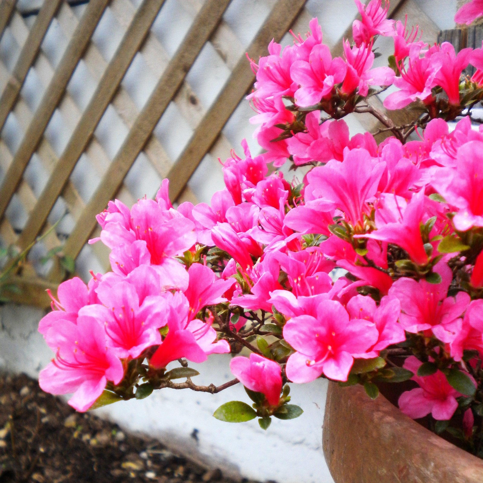 Azalea x 'Nuccio's Wild Cherry' ~ Nuccio's Wild Cherry Azalea-ServeScape