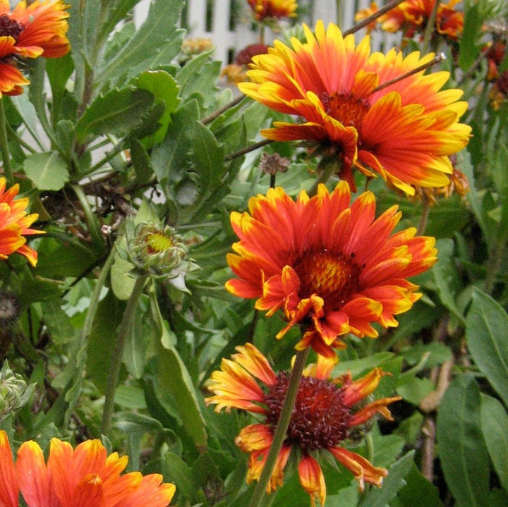 Gaillardia 'Copper Sun' ~ Spintop™ Copper Sun Blanket Flower-ServeScape