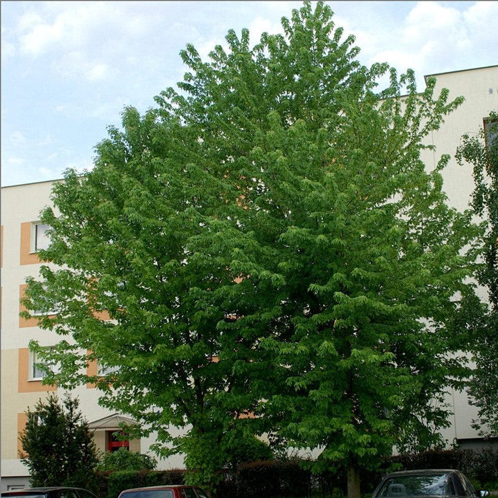 Acer x freemanii 'Celzam' ~ Celebration® Maple-ServeScape
