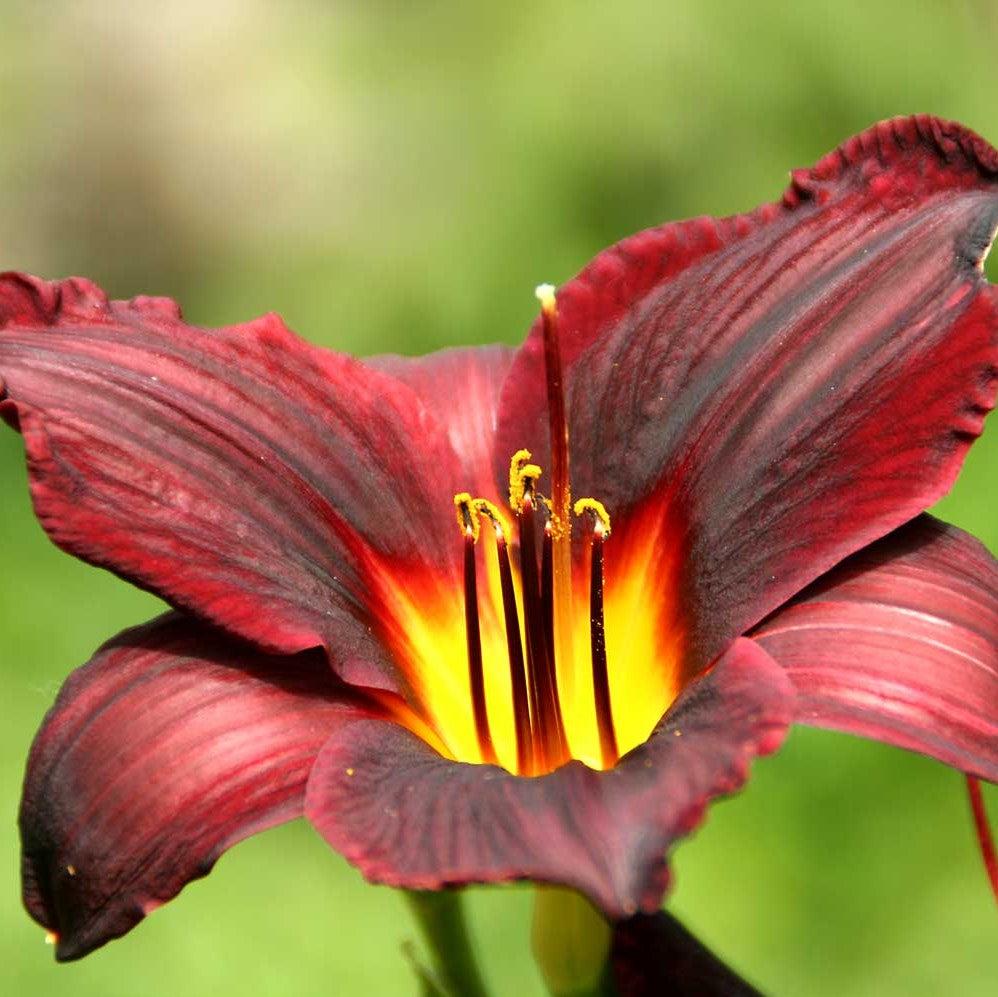 Hemerocallis 'Raspberry Suede' ~ Raspberry Suede Daylily-ServeScape