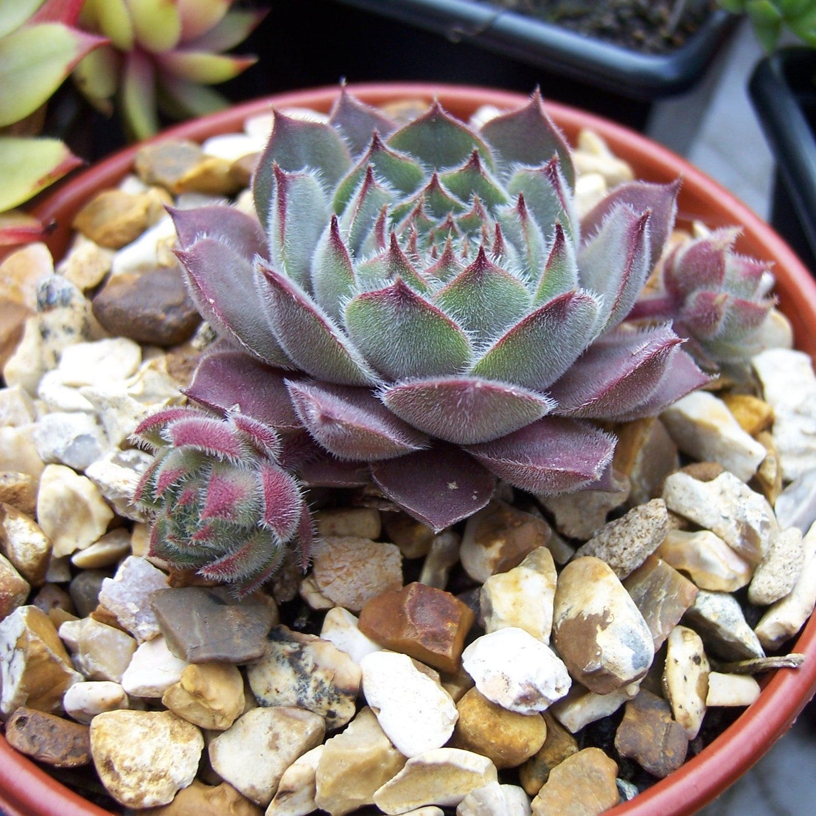 Sempervivum 'Krebs 2' ~ Desert Bloom 2 Hen's and Chicks-ServeScape