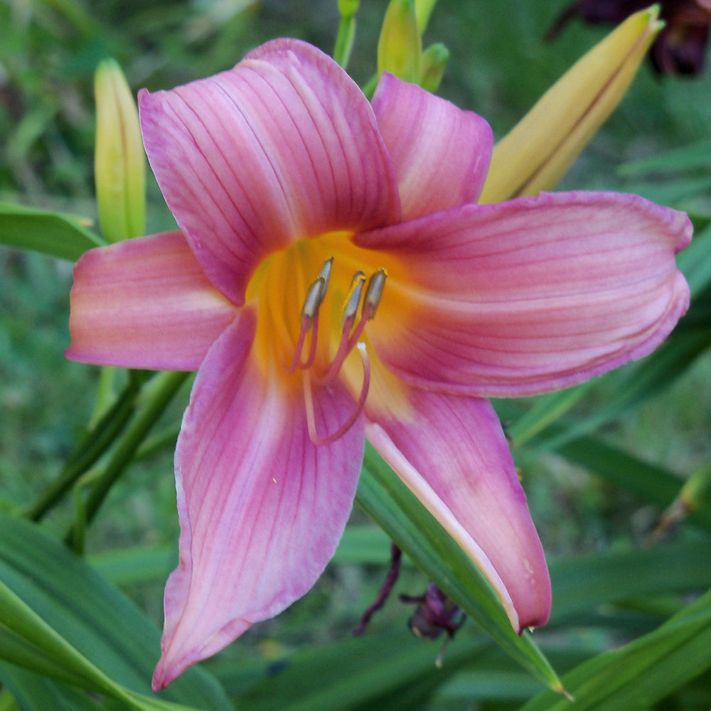 Hemerocallis 'Little Wart' ~ Little Wart Daylily-ServeScape