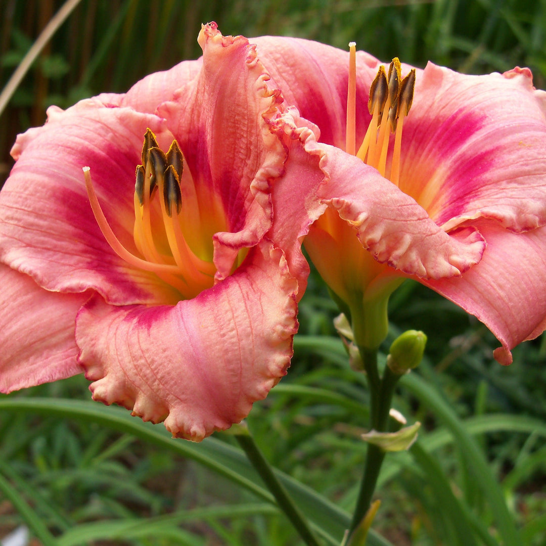 Hemerocallis 'Strawberry Candy' ~ Strawberry Candy Daylily-ServeScape