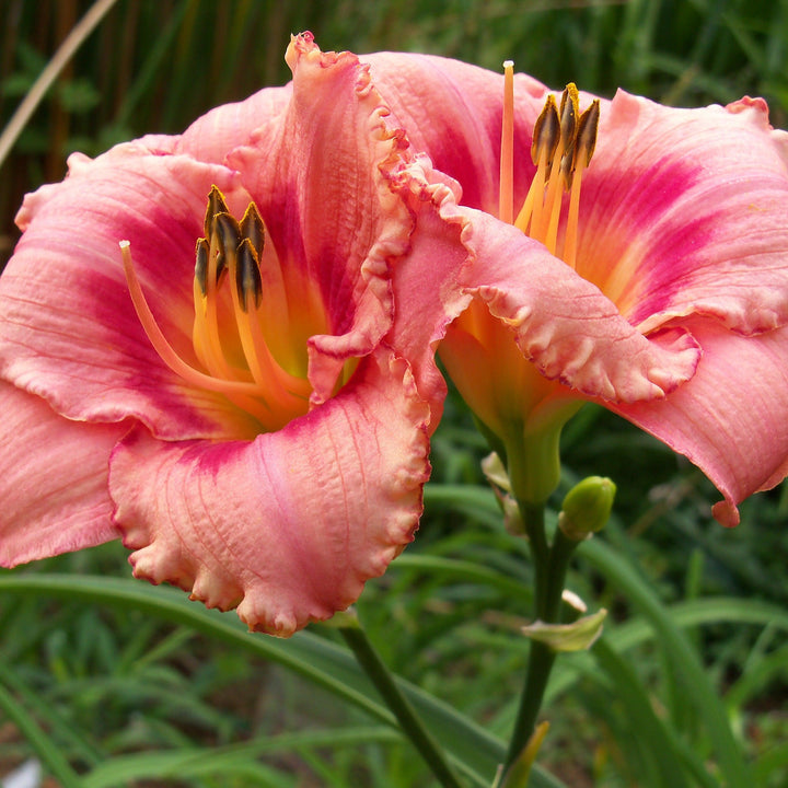 Hemerocallis 'Strawberry Candy' ~ Strawberry Candy Daylily-ServeScape