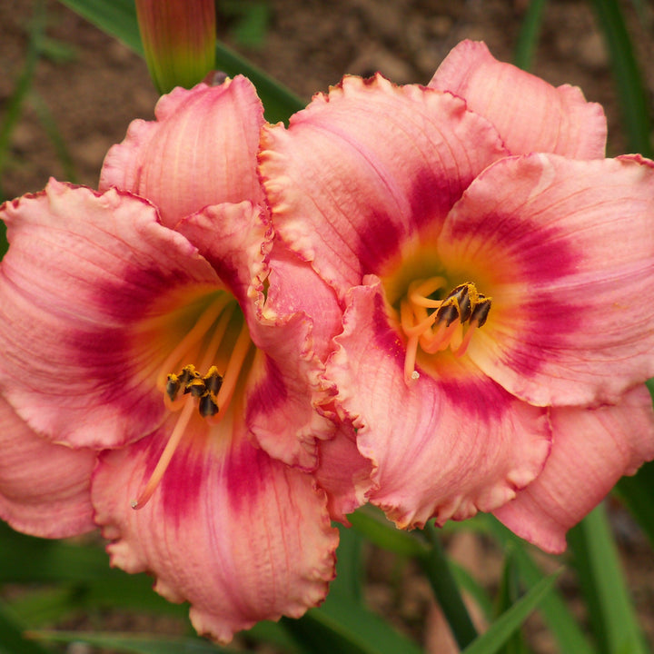 Hemerocallis 'Strawberry Candy' ~ Strawberry Candy Daylily-ServeScape