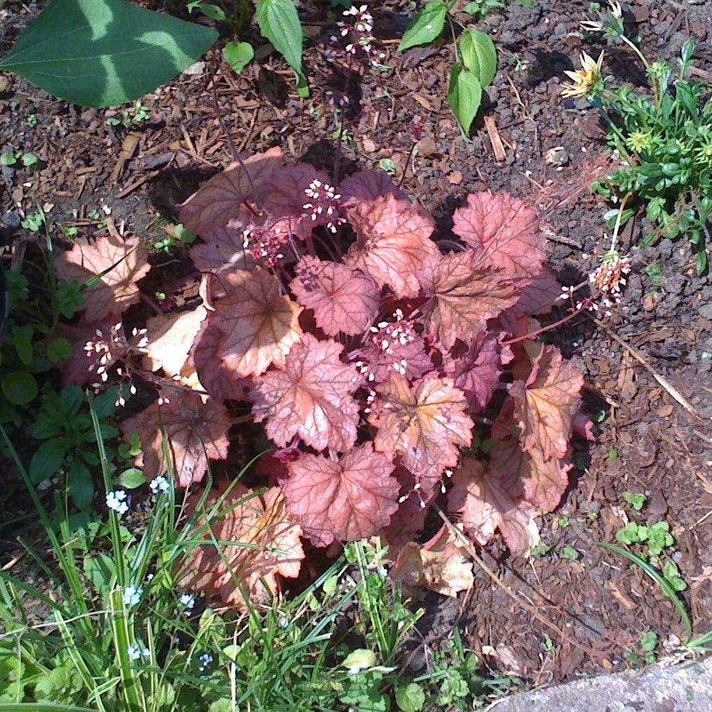 Heuchera 'Amber Lady' ~ Heureka™ Amber Lady Coral Bells-ServeScape