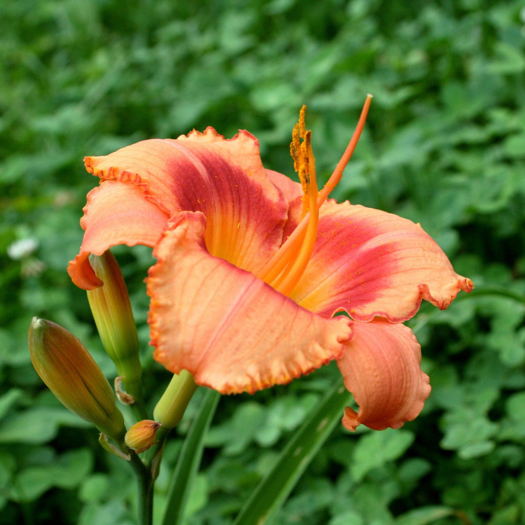 Hemerocallis x 'SPD 06-01' PP23096 ~ Bahama Pink Sky™ Daylily-ServeScape