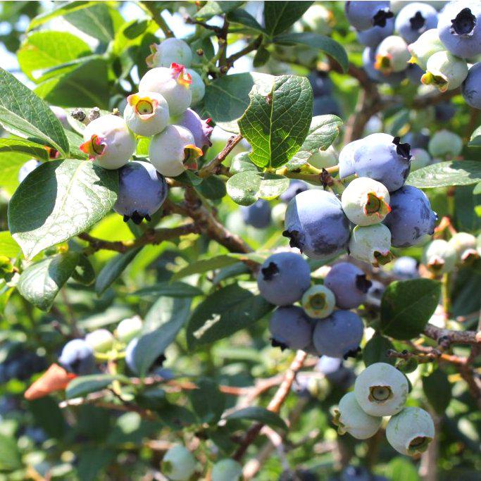 Vaccinium ashei 'Vernon' PP18291 ~ DownHome Harvest® Takes the Cake® Blueberry-ServeScape