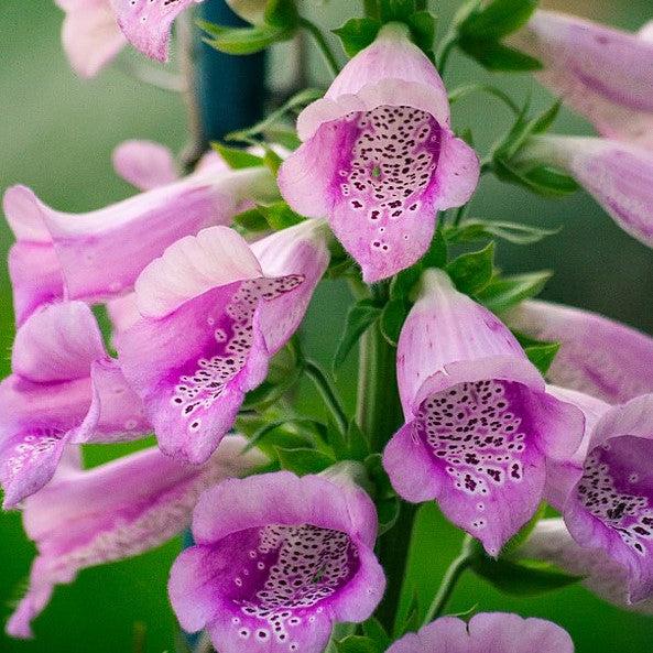 Digitalis purpurea 'Foxy' ~ Foxy Foxglove-ServeScape