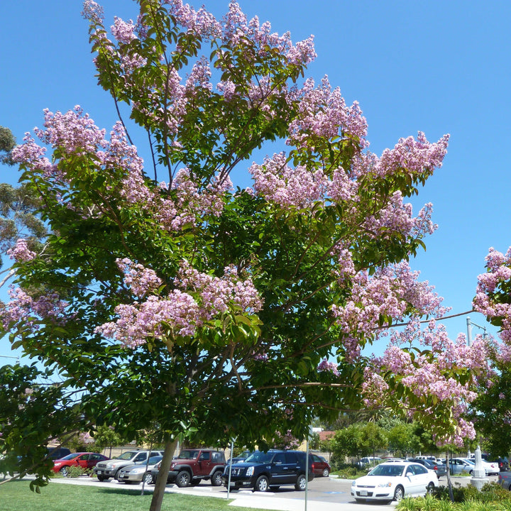 Lagerstroemia indica x fauriei 'Lipan' ~ Lipan Crape Myrtle-ServeScape