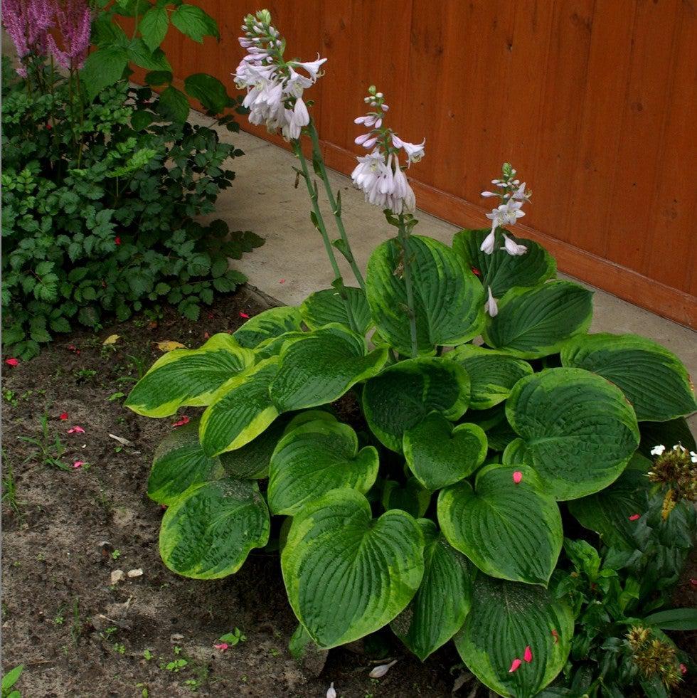 Hosta 'Frances Williams' ~ Frances Williams Hosta-ServeScape