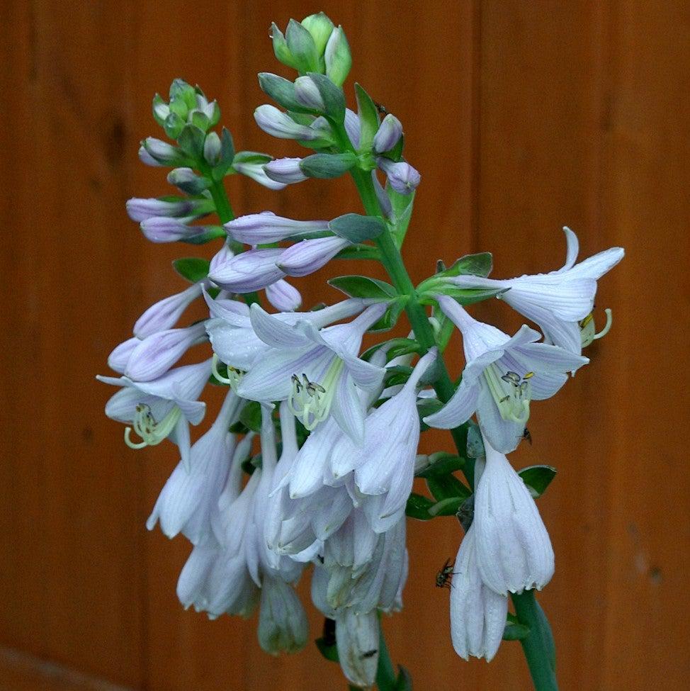 Hosta 'Frances Williams' ~ Frances Williams Hosta-ServeScape