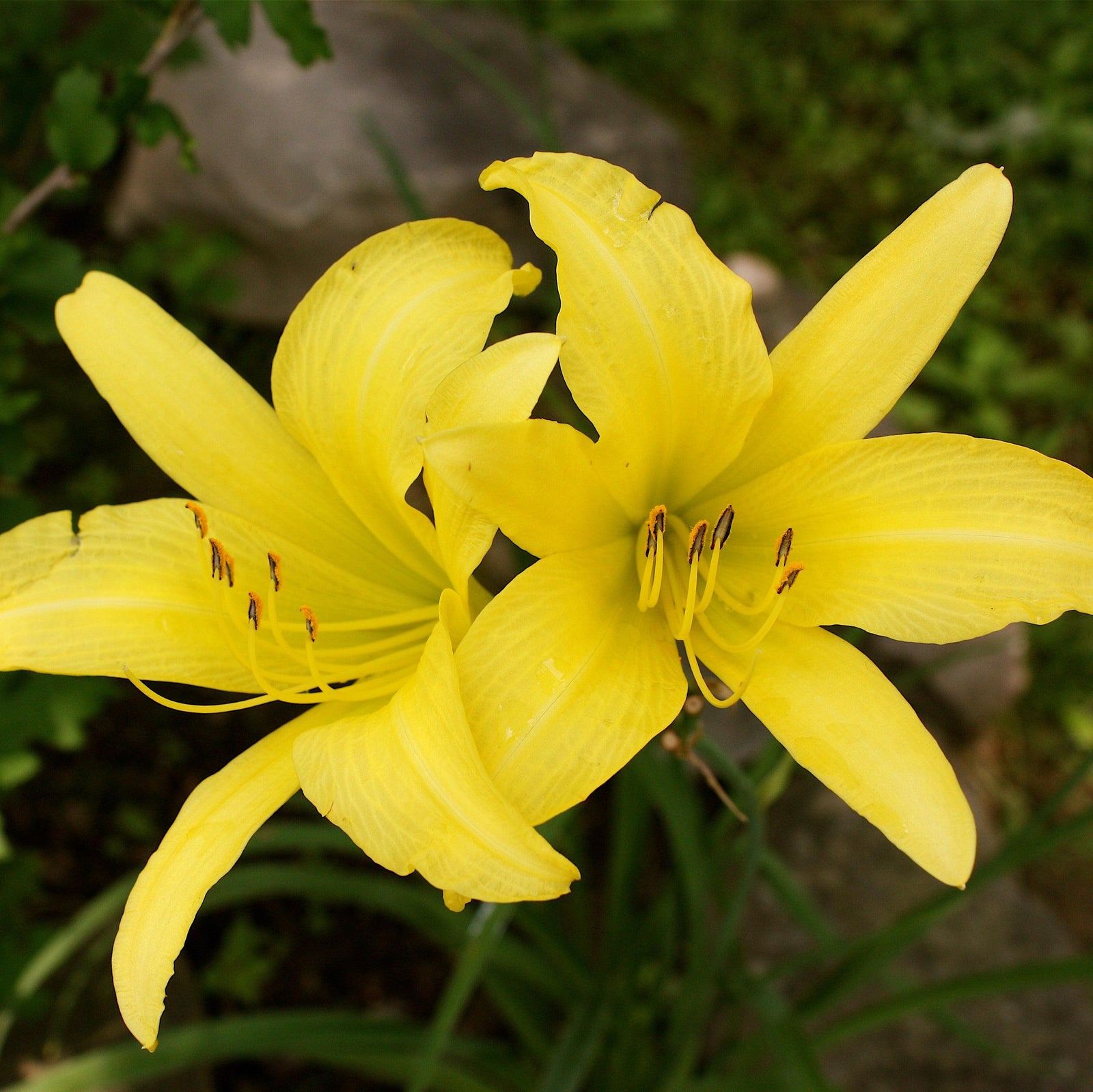 Hemerocallis 'Yangtze' ~ Yangtze Daylily-ServeScape