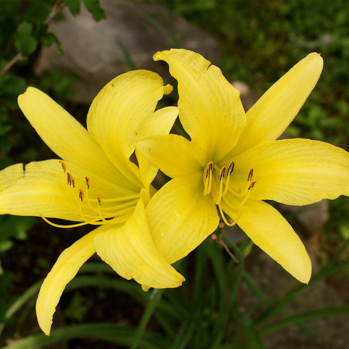 Hemerocallis 'Yangtze' ~ Yangtze Daylily-ServeScape