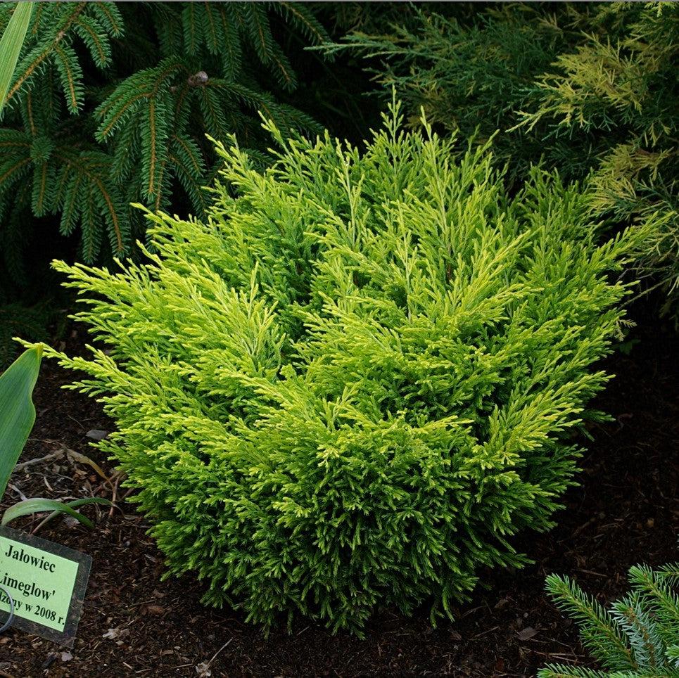 Juniperus horizontalis 'Limeglow' ~ Limeglow Creeping Juniper-ServeScape