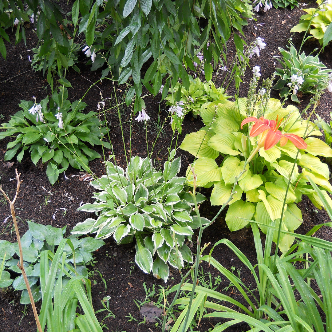 Hosta ~ Hosta, Plantain Lily-ServeScape
