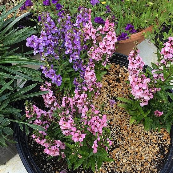 Angelonia angustifolia 'Serenita Mix ~ Serenita® Mix Summer Snapdragon-ServeScape