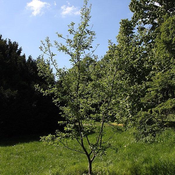 Malus pumila 'Arkansas Black' ~ Arkansas Black Apple-ServeScape