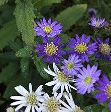 Aster ageratoides 'Ezo Murasaki' ~ Ezo Murasaki Aster-ServeScape
