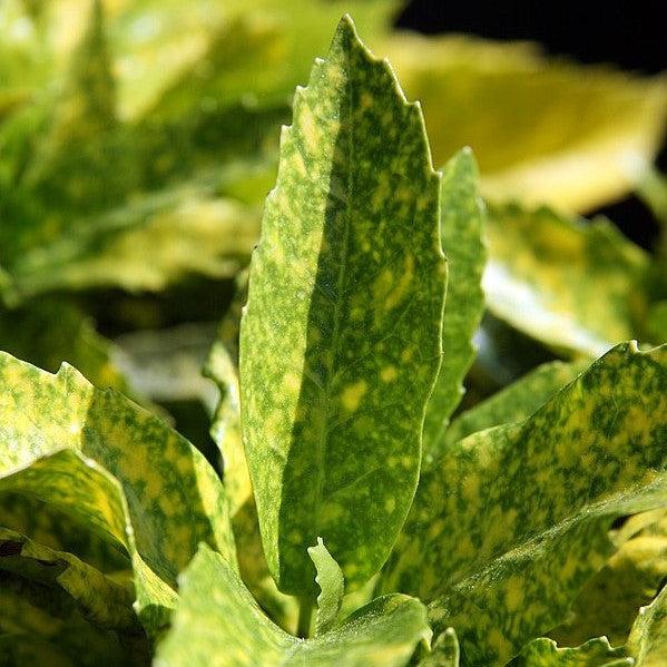 Aucuba japonica 'Mr. Goldstrike' ~ Mr. Goldstrike Aucuba-ServeScape