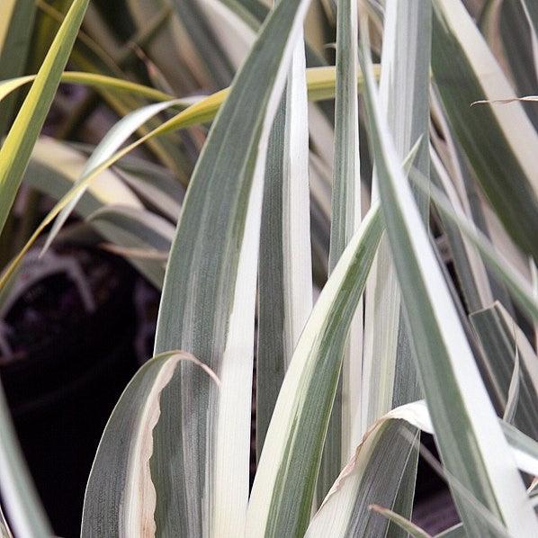 Iris pallida 'Albo Variegata' ~ White Variegated Zebra Iris-ServeScape