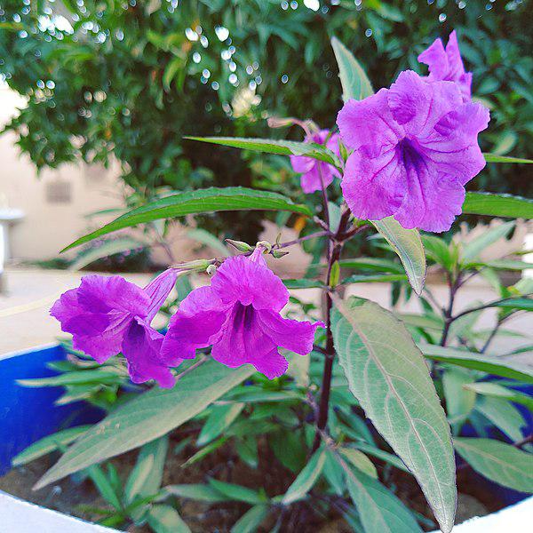 Ruellia simplex 'Purple Showers' ~ Purple Showers Mexican Petunia-ServeScape