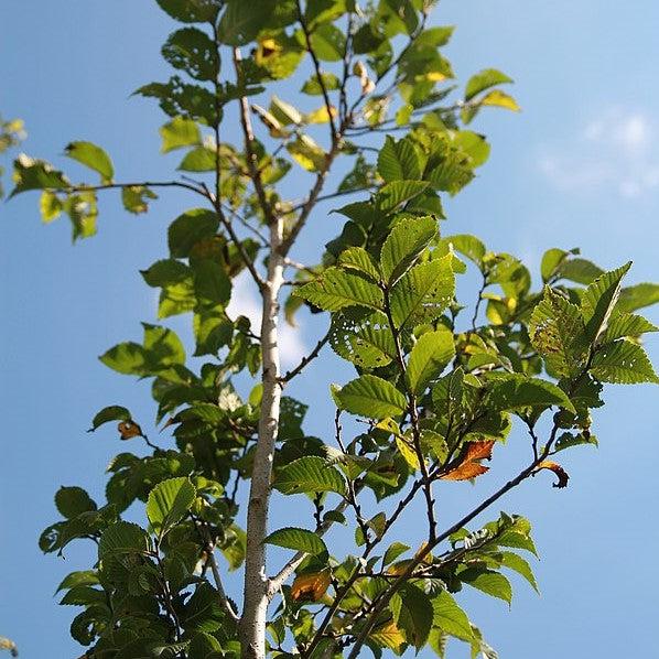 Ulmus americana ‘Valley Forge’ ~ Valley Forge American Elm-ServeScape