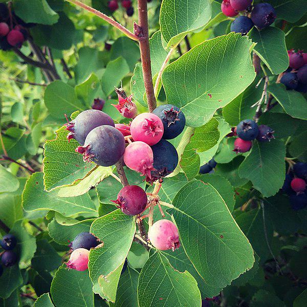 Amelanchier canadensis 'Glenn Form' ~ Rainbow Pillar Serviceberry-ServeScape