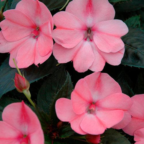 Impatiens x hybrida 'SAKIMP013' ~ SunPatiens® Compact Pink Blush Impatiens-ServeScape