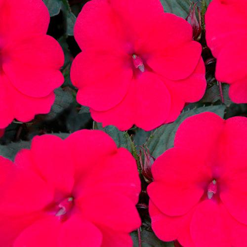Impatiens x hybrida 'SAKIMP017' USPP 21,753~ SunPatiens® Compact Deep Rose Impatiens-ServeScape