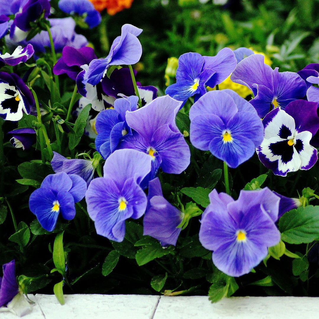 Viola x wittrockiana 'Inspire Plus True Blue' ~ Inspire® Plus True Blue Pansy-ServeScape