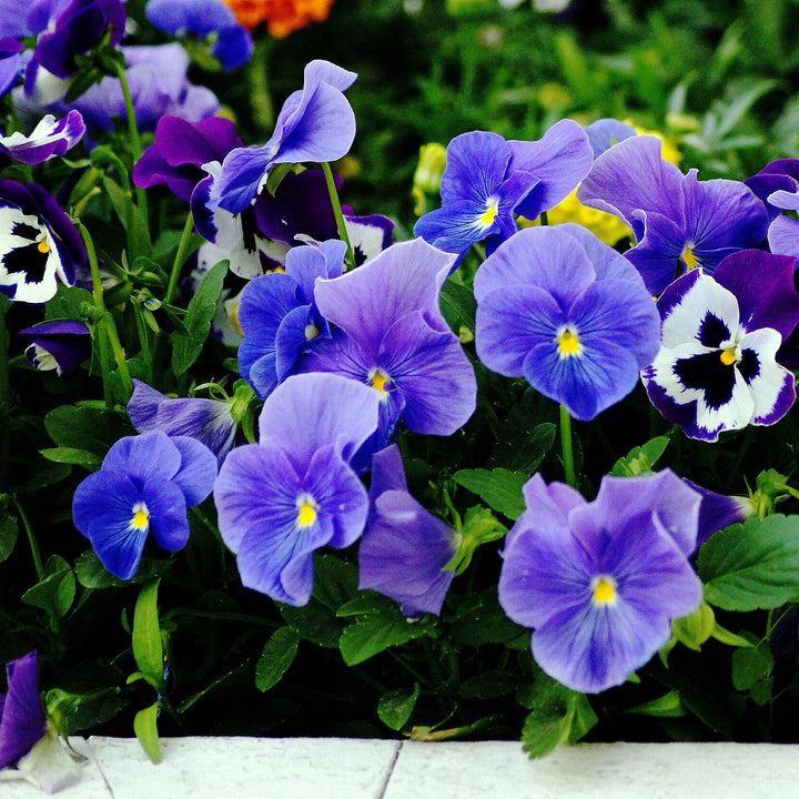 Viola x wittrockiana 'Inspire Plus True Blue' ~ Inspire® Plus True Blue Pansy-ServeScape