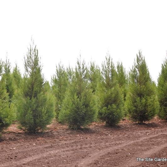 Cryptomeria japonica 'Sekkan' ~ Sekkan Japanese Cedar-ServeScape
