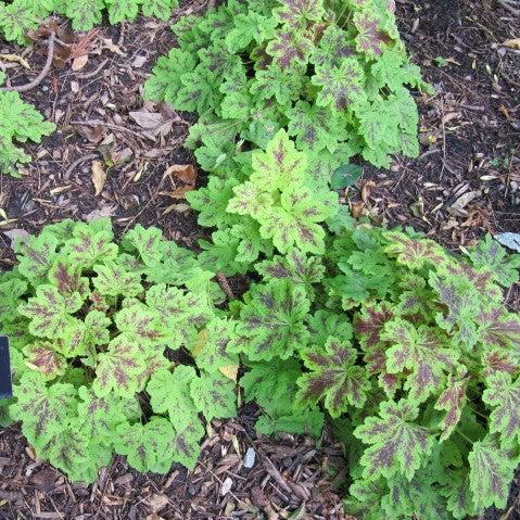 Heucherella 'Solar Power' ~ Solar Power Foamy Bells-ServeScape