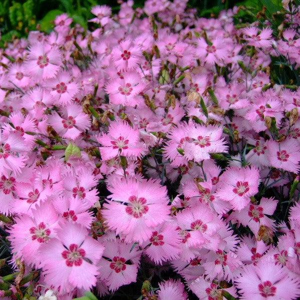 Dianthus x 'KonD1060K3' PPAF ~ Mountain Frost™ Pink Twinkle Dianthus-ServeScape