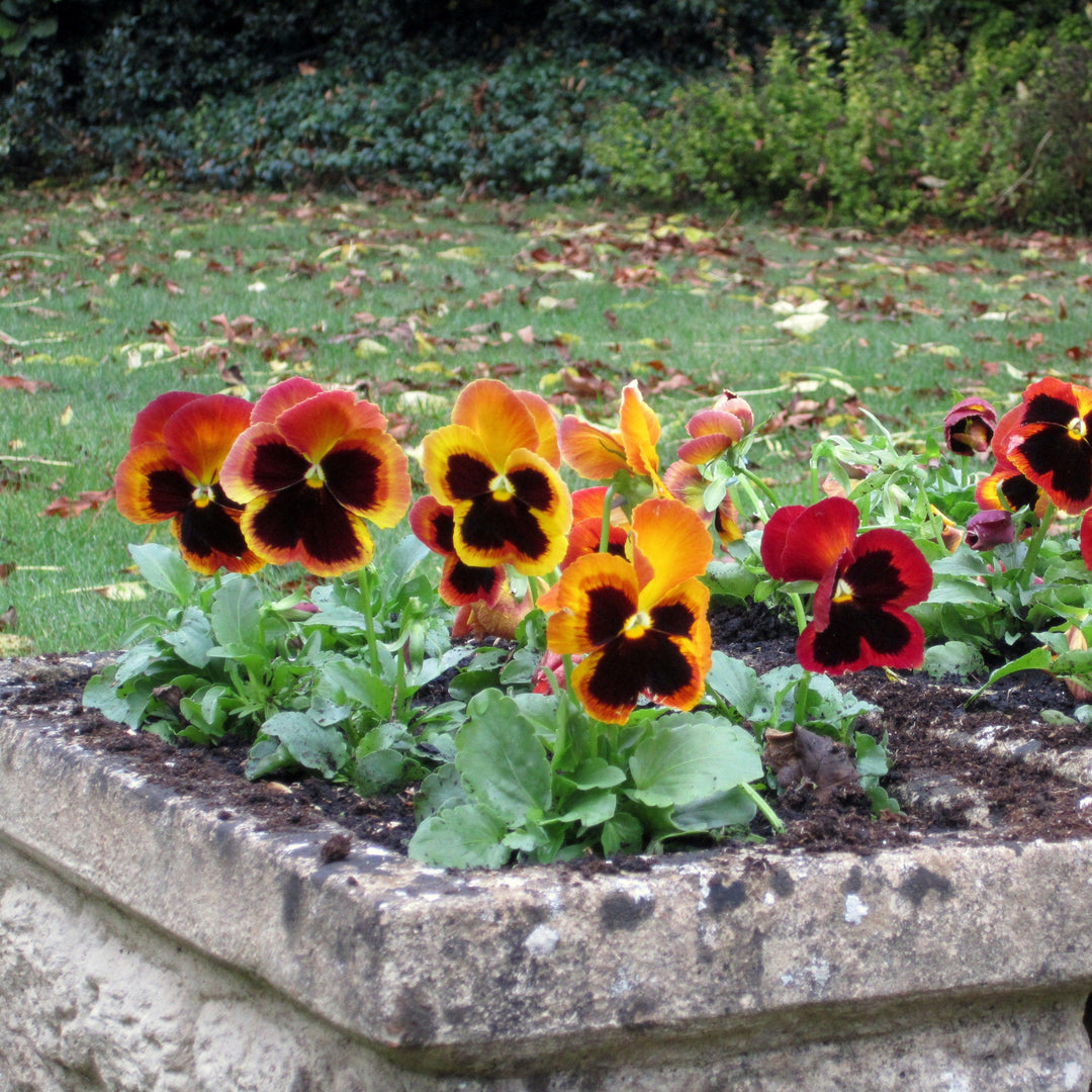 Viola x wittrockiana 'Delta Fire' ~ Delta™ Fire Pansy-ServeScape