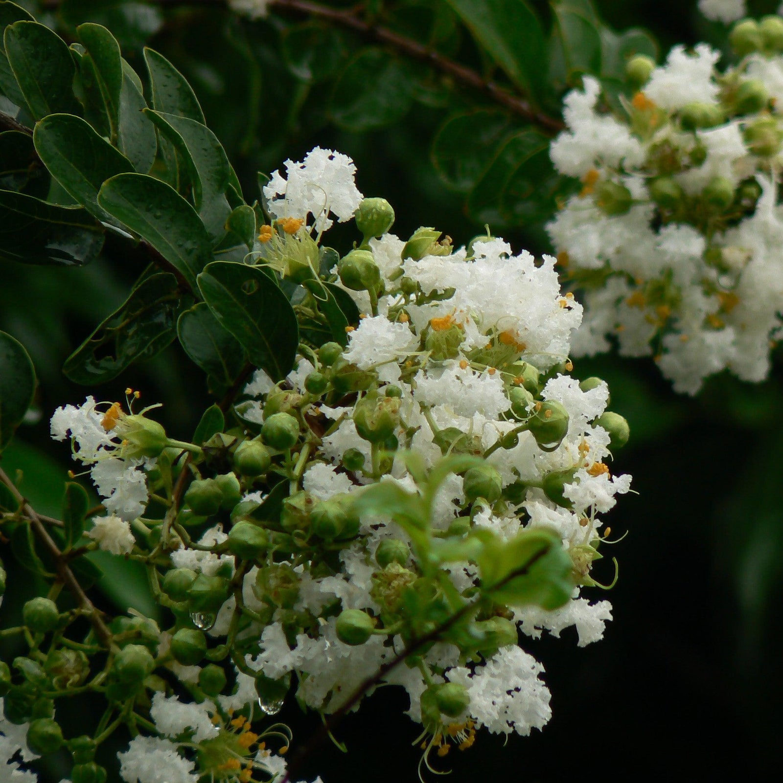 Lagerstroemia x 'JD900' ~ Early Bird™ White Crapemyrtle-ServeScape