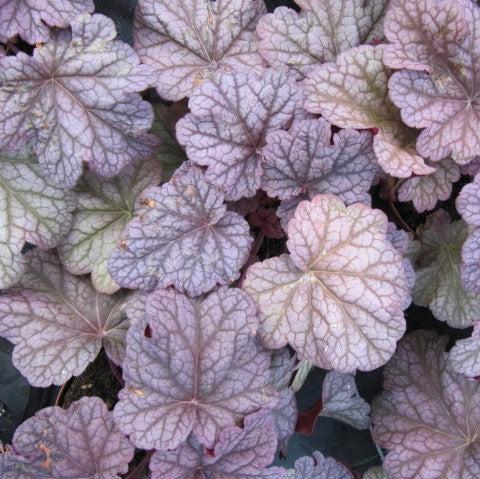 Heuchera x 'Silver Scrolls' ~ Silver Scrolls Coral Bells-ServeScape