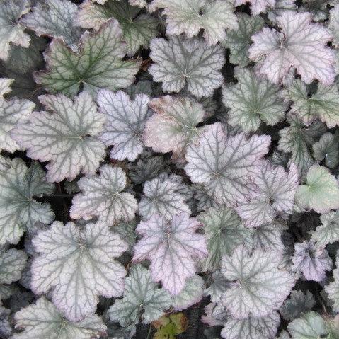 Heuchera x 'Frosted Violet' ~ Frosted Violet Coral Bells-ServeScape