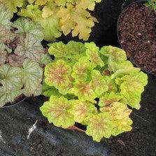 Heuchera 'Electric Lime' ~ Electric Lime Coral Bells-ServeScape