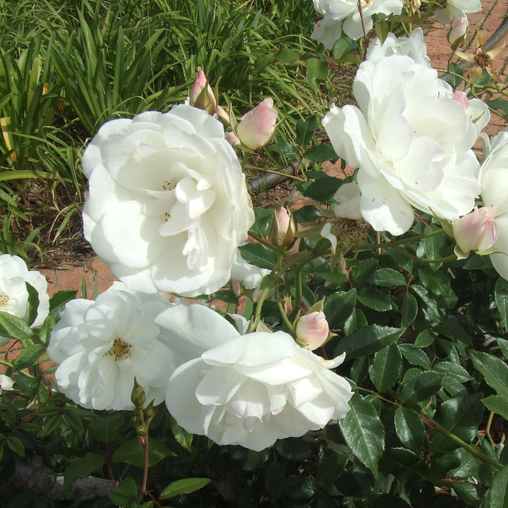 Rosa 'Korbin' ~ Iceburg Rose-ServeScape