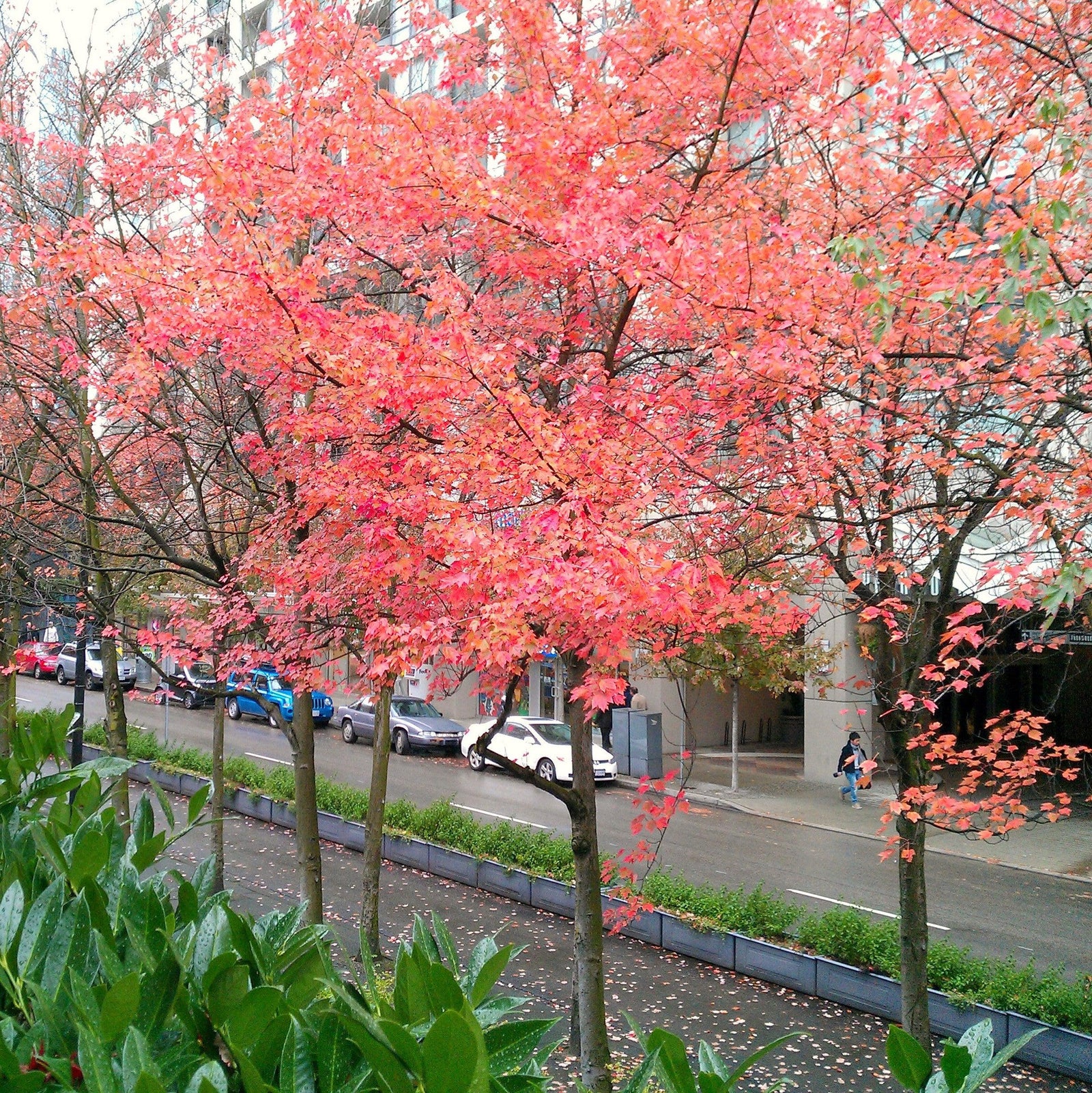 Acer rubrum 'Franksred' ~ Red Sunset Red Maple-ServeScape