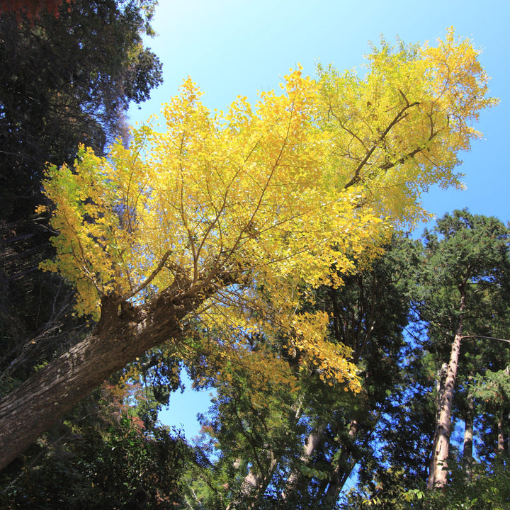 Ginkgo biloba 'JN9' ~ Sky Tower™ Ginkgo-ServeScape