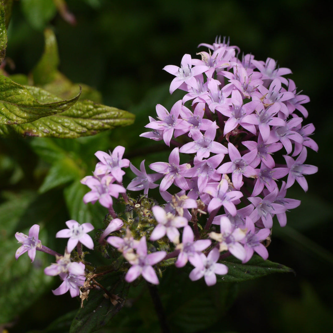 Pentas lanceolata 'Graffiti OG Lavender' ~ Graffiti® OG Lavender Star Flower-ServeScape